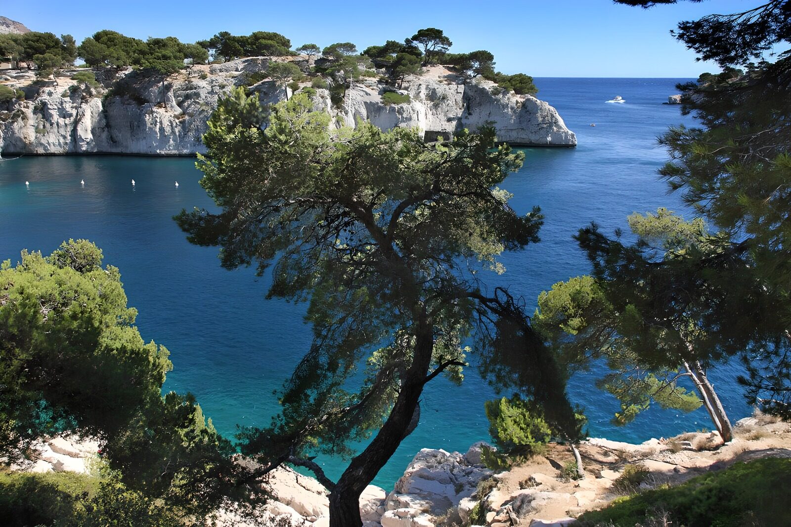 PDGIT9960640: Baia turchese tra pini e scogliere bianche