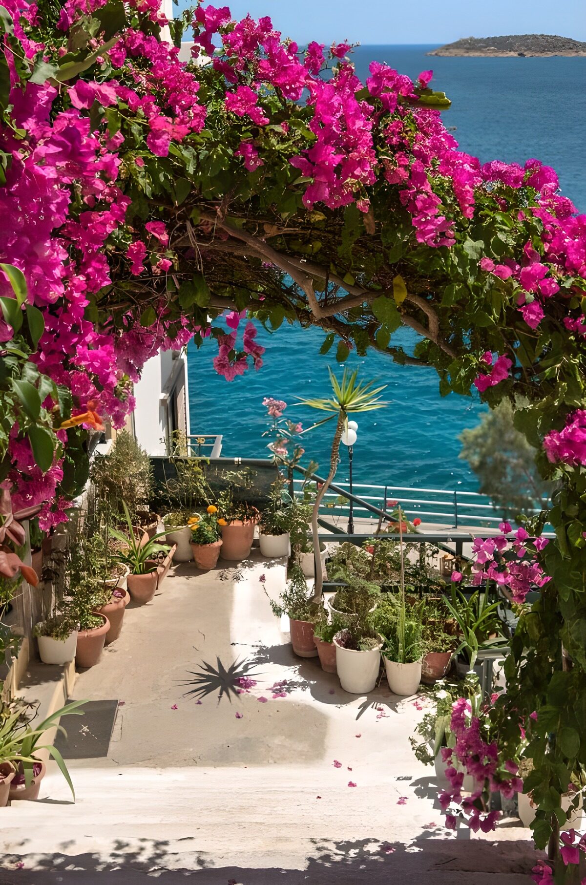 PDGIT6261549: Terrazza sul mare tra le bouganville