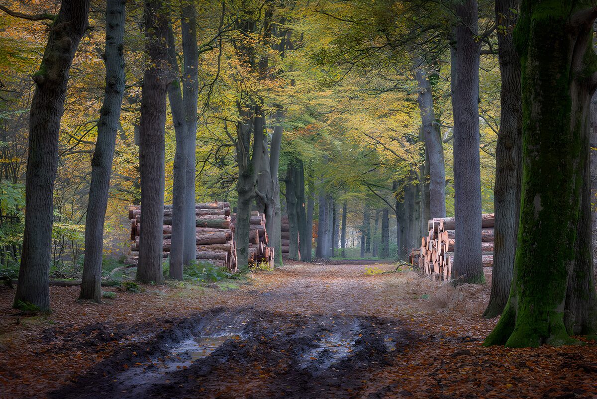 Sentiero fangoso nel bosco d’autunno