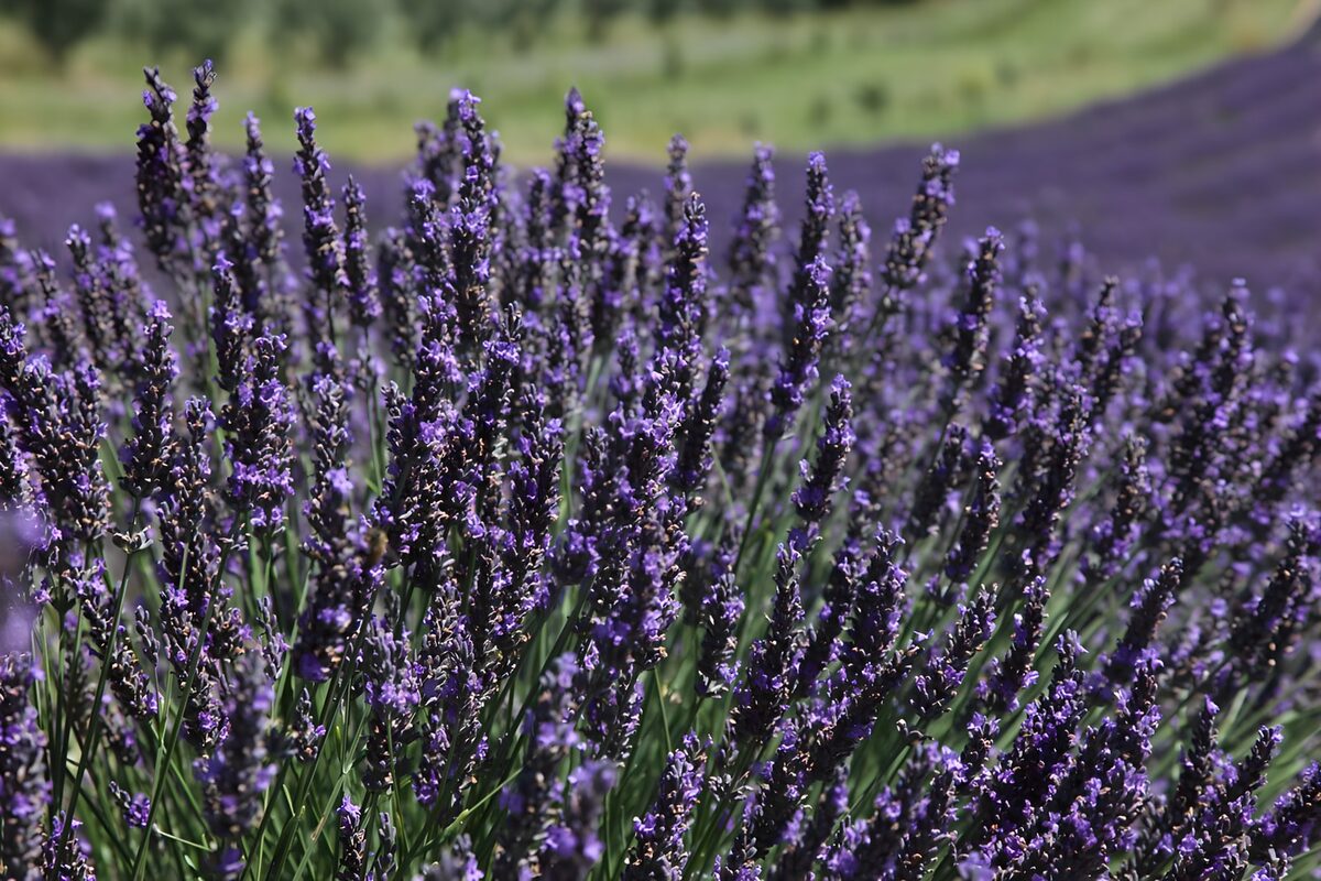 PDGIT3574091: Un'onda viola di lavanda