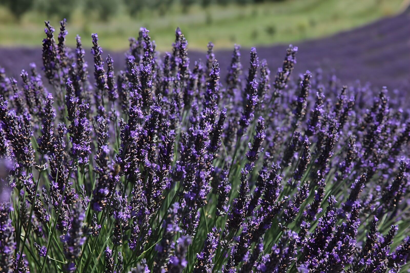 PDGIT3574091: Un'onda viola di lavanda