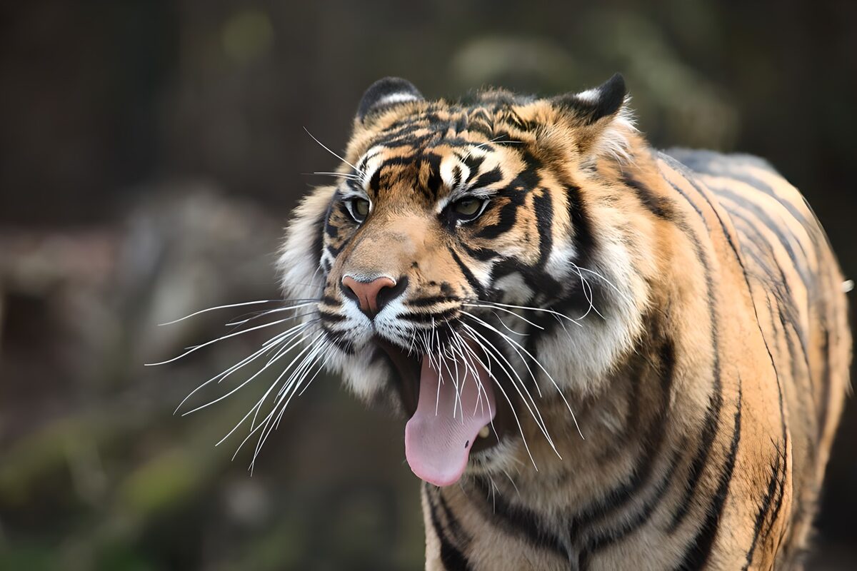 Tigre a bocca aperta in primo piano