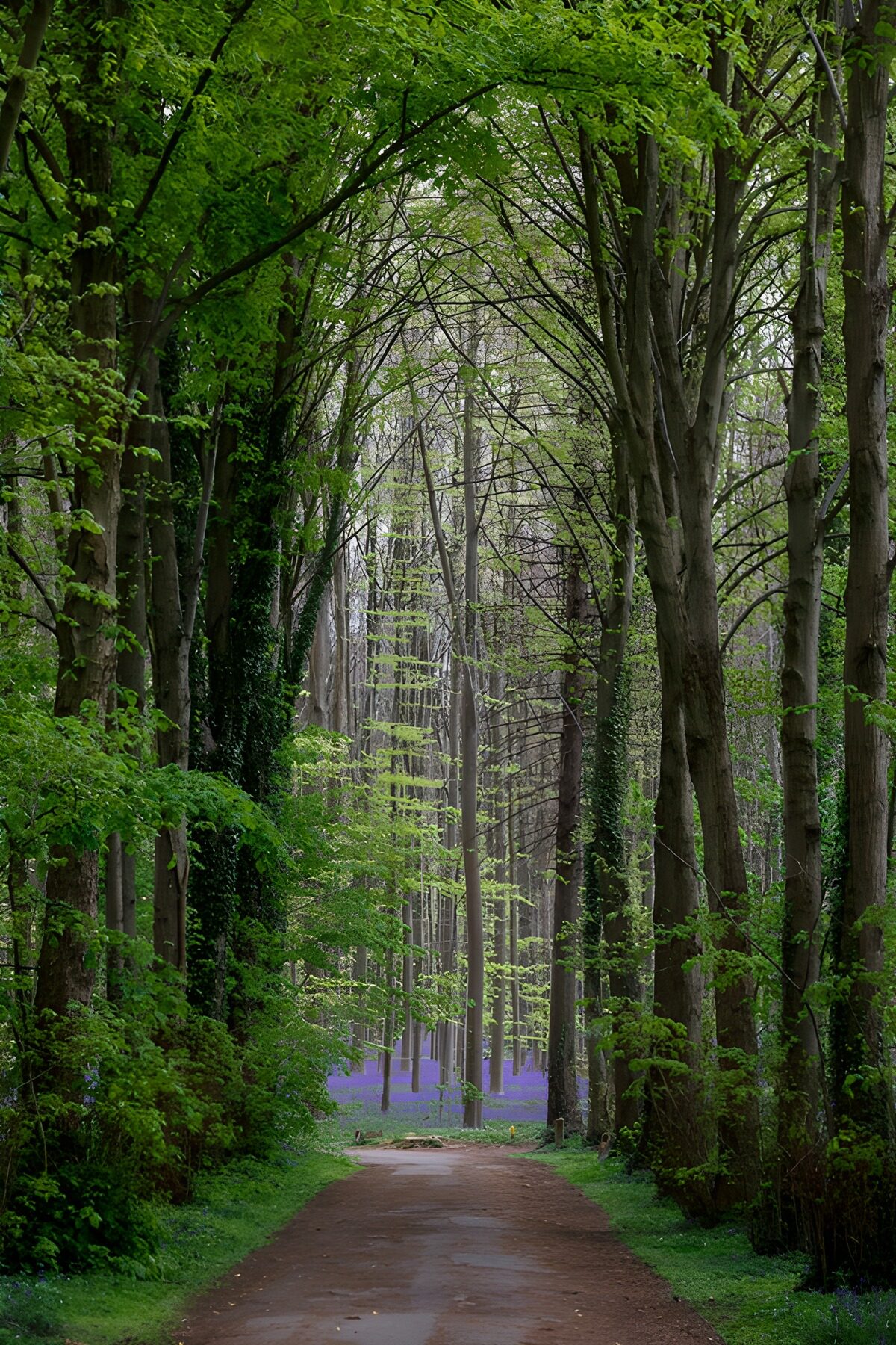 PDGIT8565571: Sentiero di primavera tra verde e fiori blu
