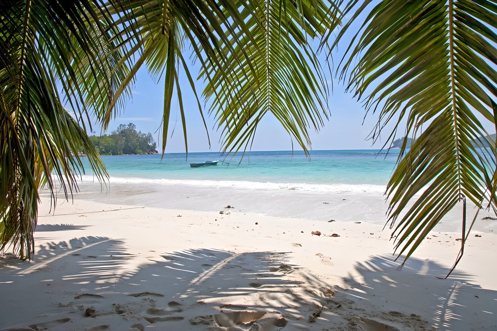 PDGIT6522758: Spiaggia tropicale tra palme e mare