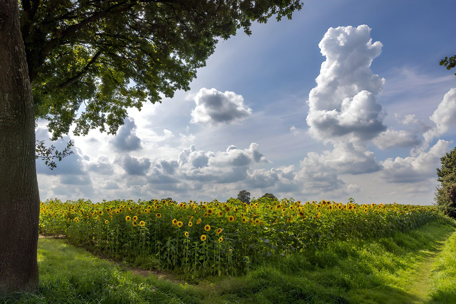 PDGIT1394455: Campo di girasoli sotto nuvole d'estate