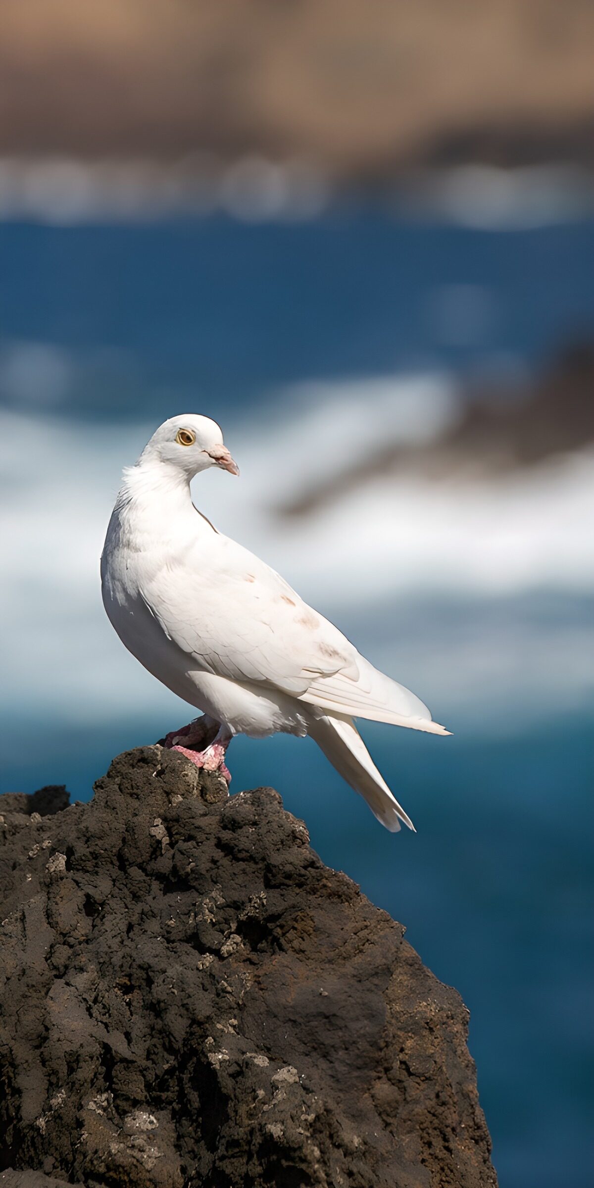 PDGIT5536954: Colombo bianco sulla roccia al sole