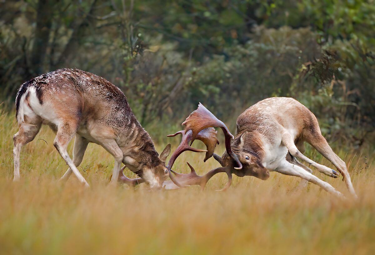 PDGIT3337214: Due daini in lotta nell’erba dorata
