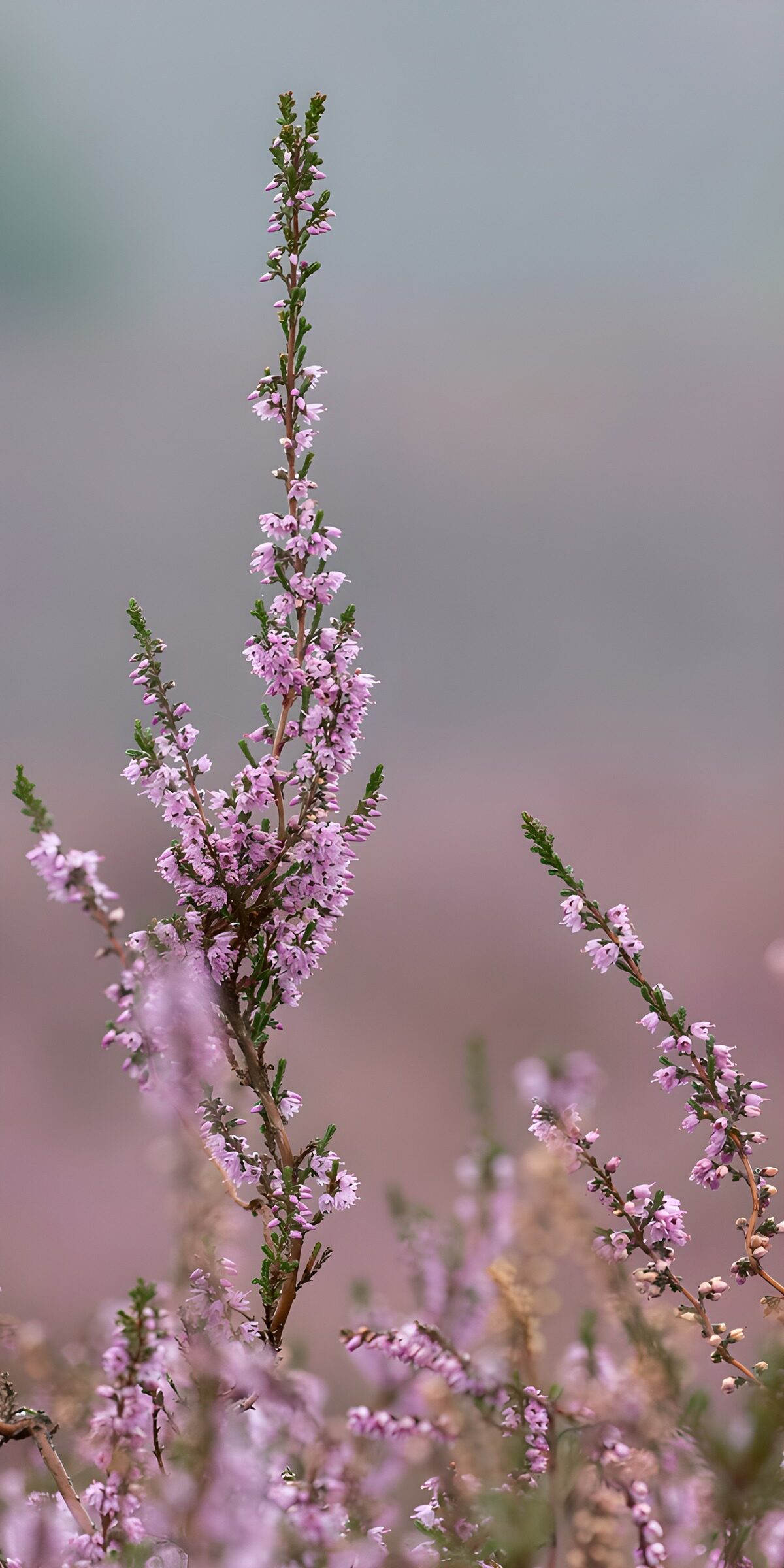 PDGIT4854140: Brugo in fiore tra rosa e lilla