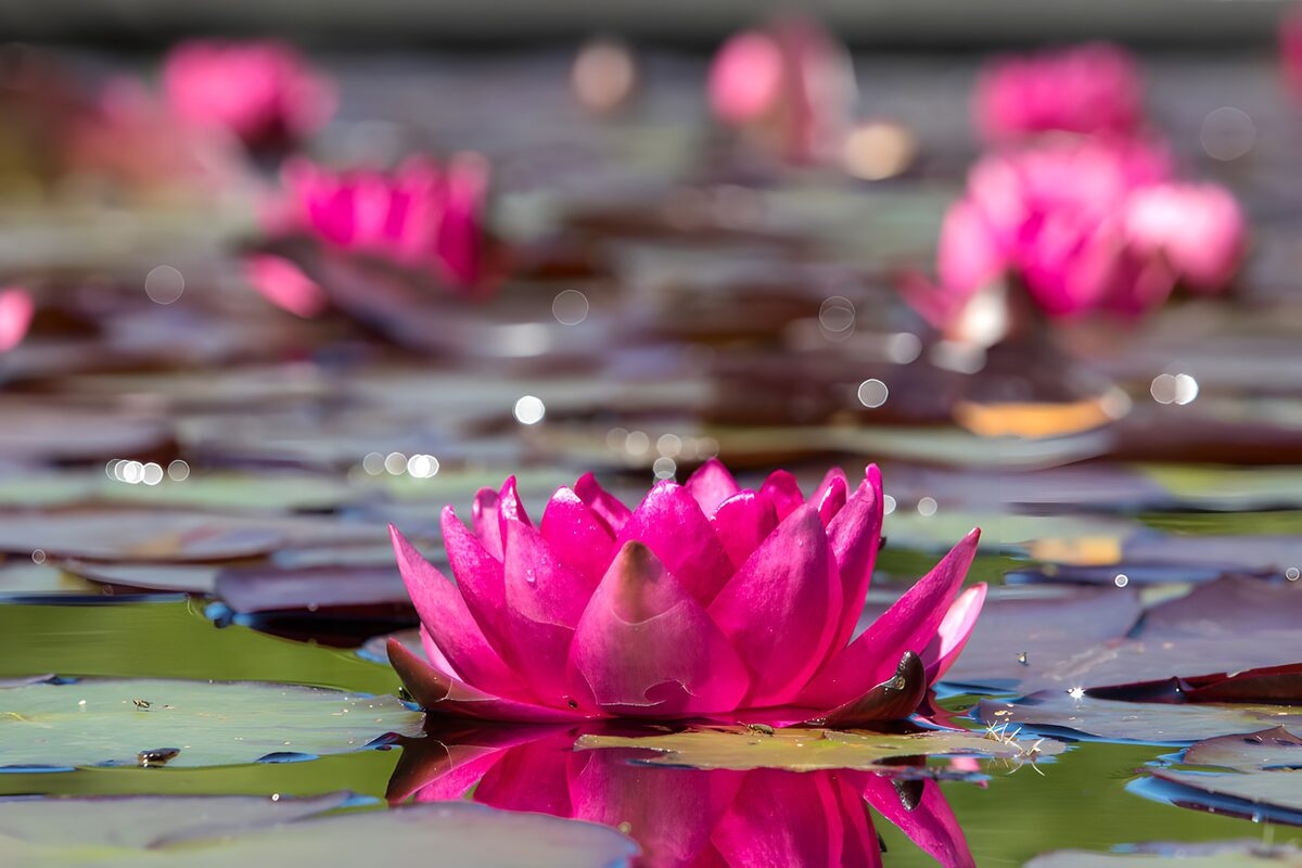 Ninfea rosa tra foglie e riflessi
