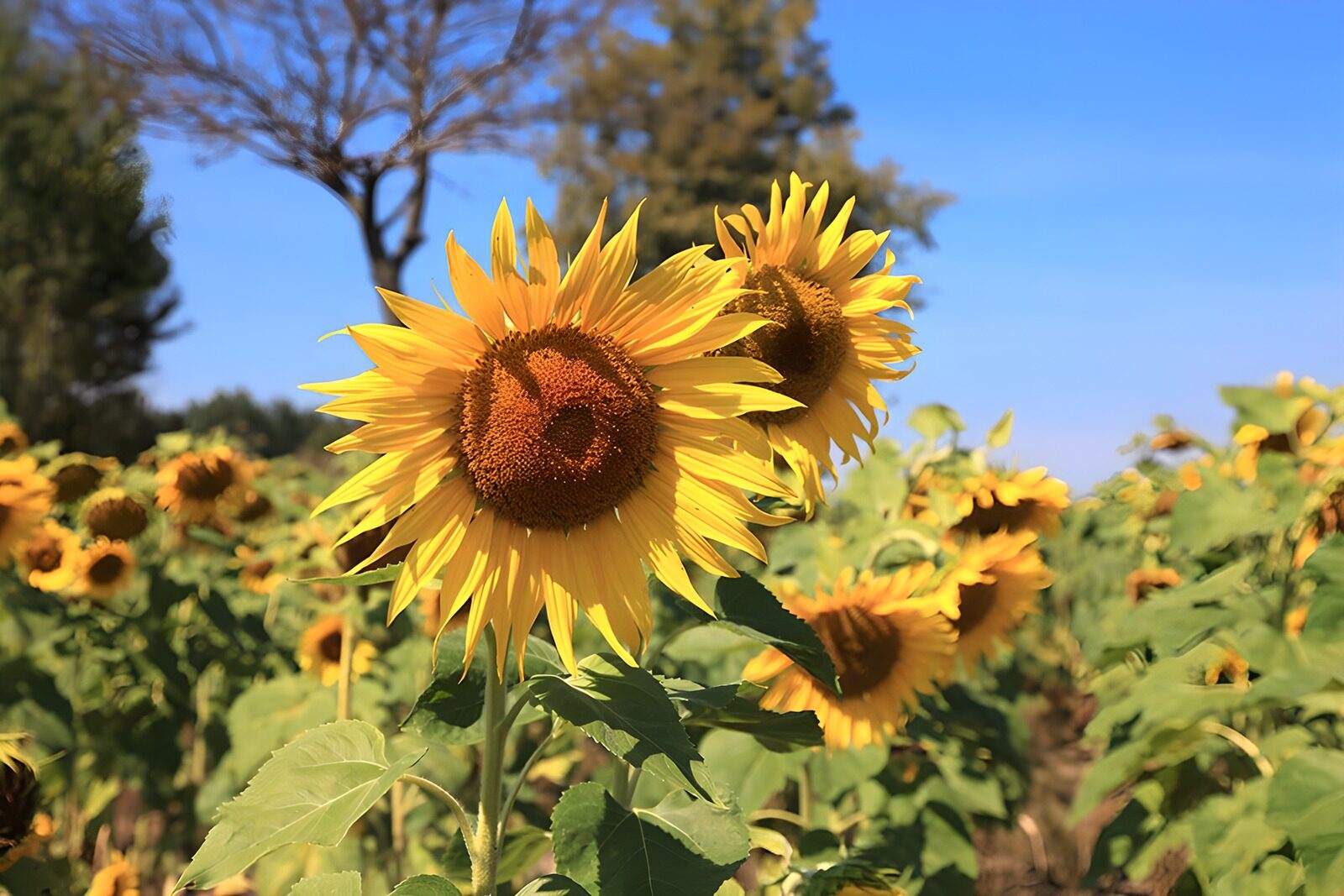 PDGIT4093557: Girasoli in primo piano al sole
