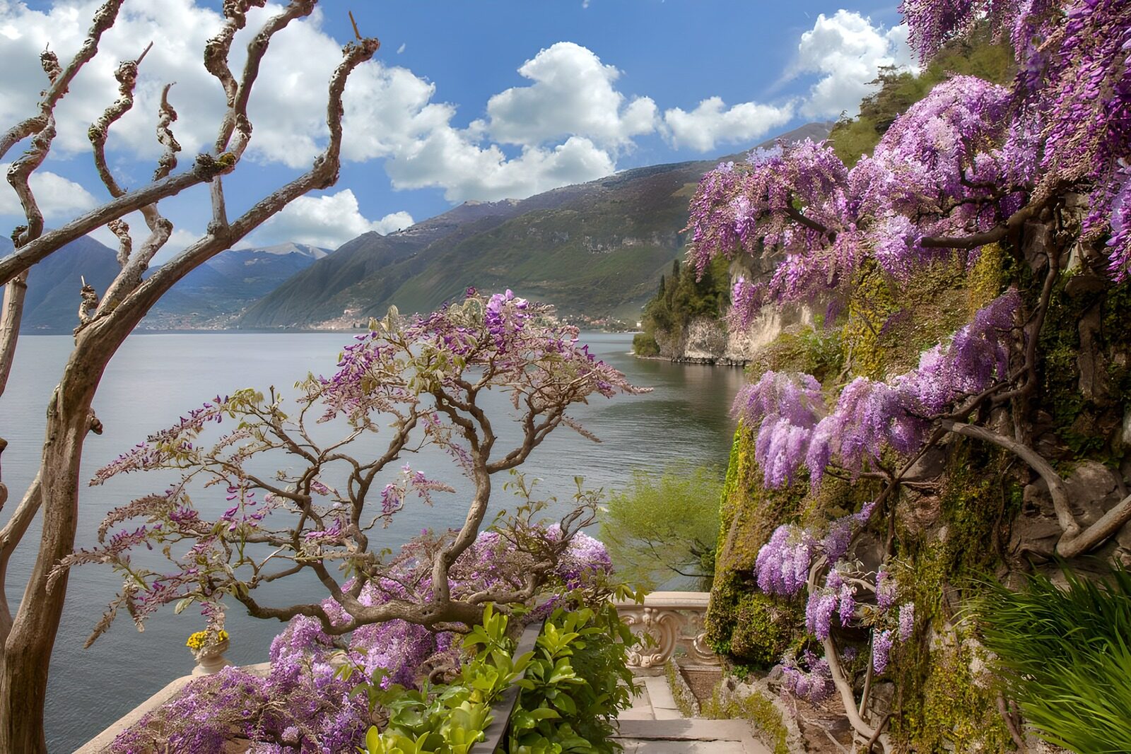 PDGIT3091852: Giardino di glicini affacciato sul lago