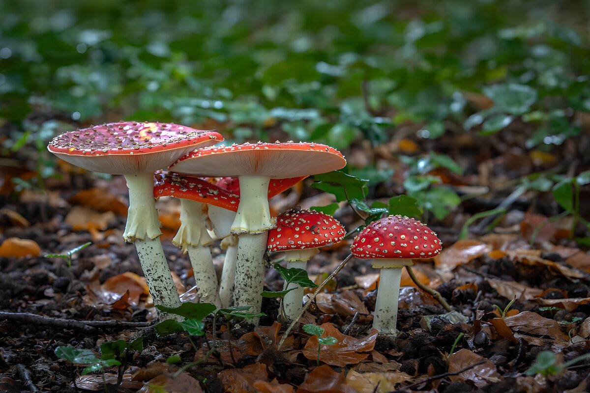 PDGIT4064882: Amanite, note rosse nel sottobosco