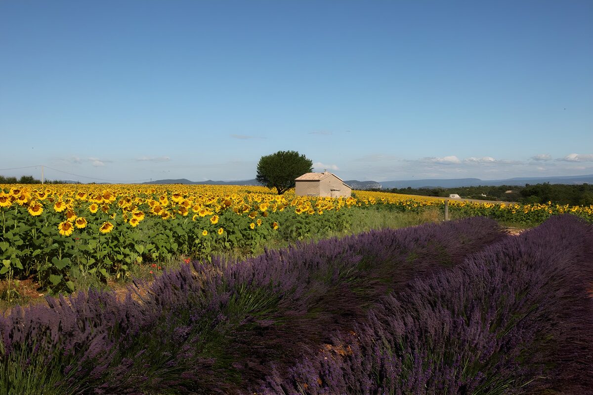 PDGIT2999236: Campi di lavanda e girasoli al sole