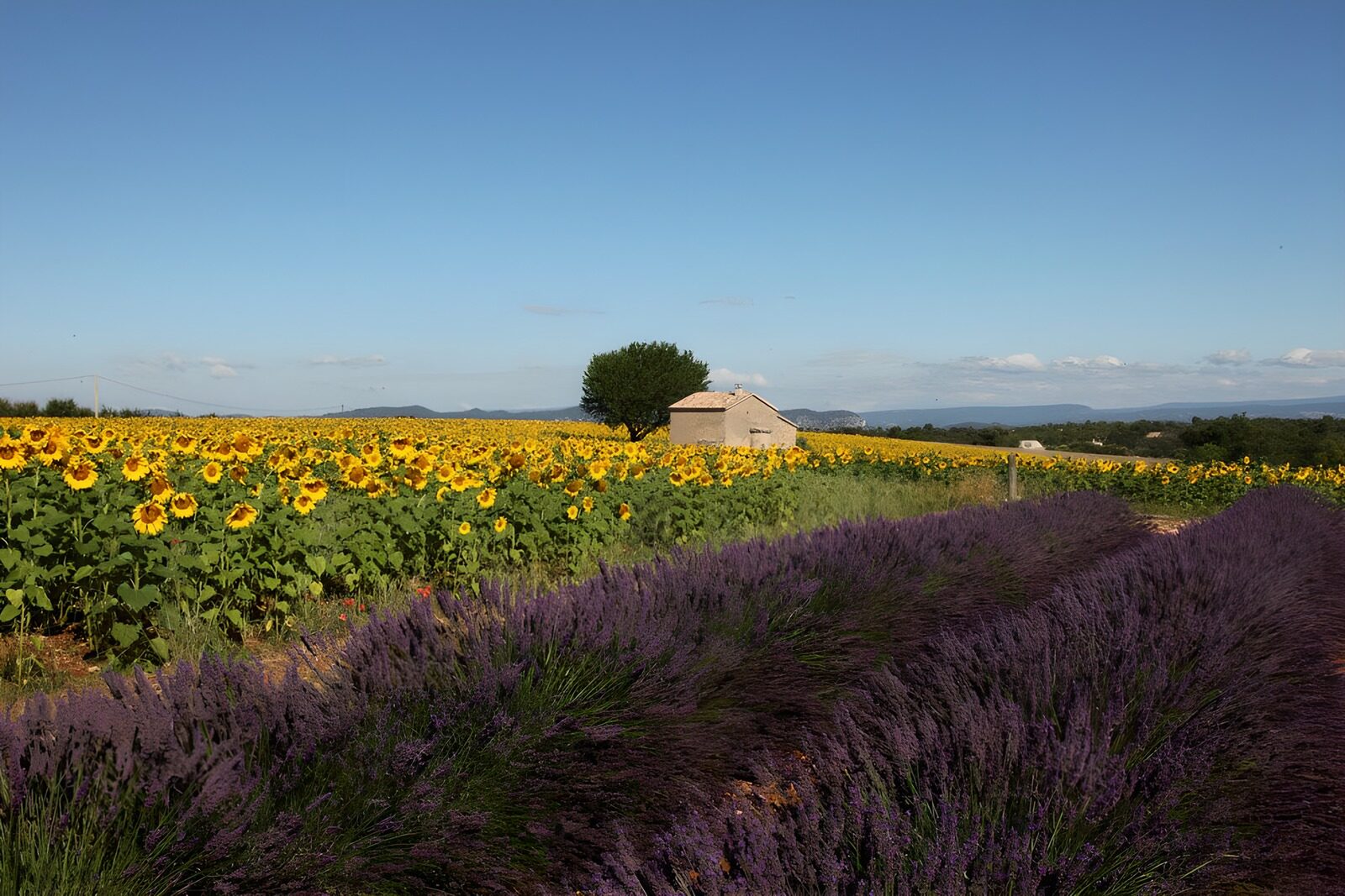 PDGIT2999236: Campi di lavanda e girasoli al sole