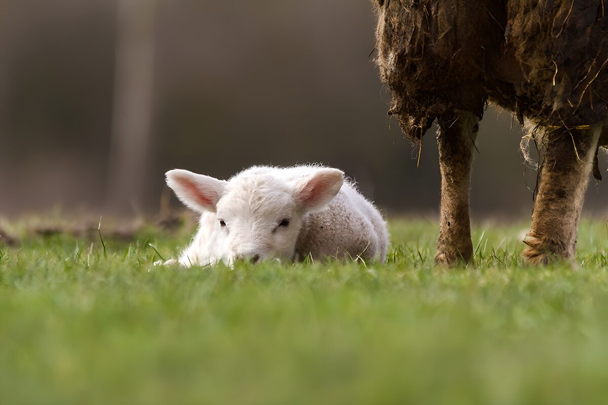 PDGIT1820134: Agnello bianco a riposo nell’erba