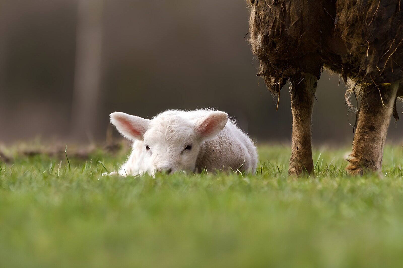 PDGIT1820134: Agnello bianco a riposo nell’erba