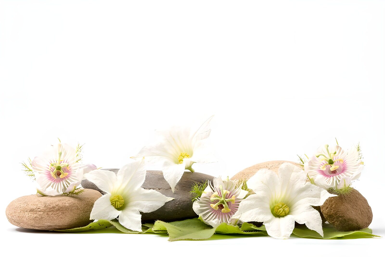 PDGIT3267061: Fiori bianchi, passiflore e pietre levigate
