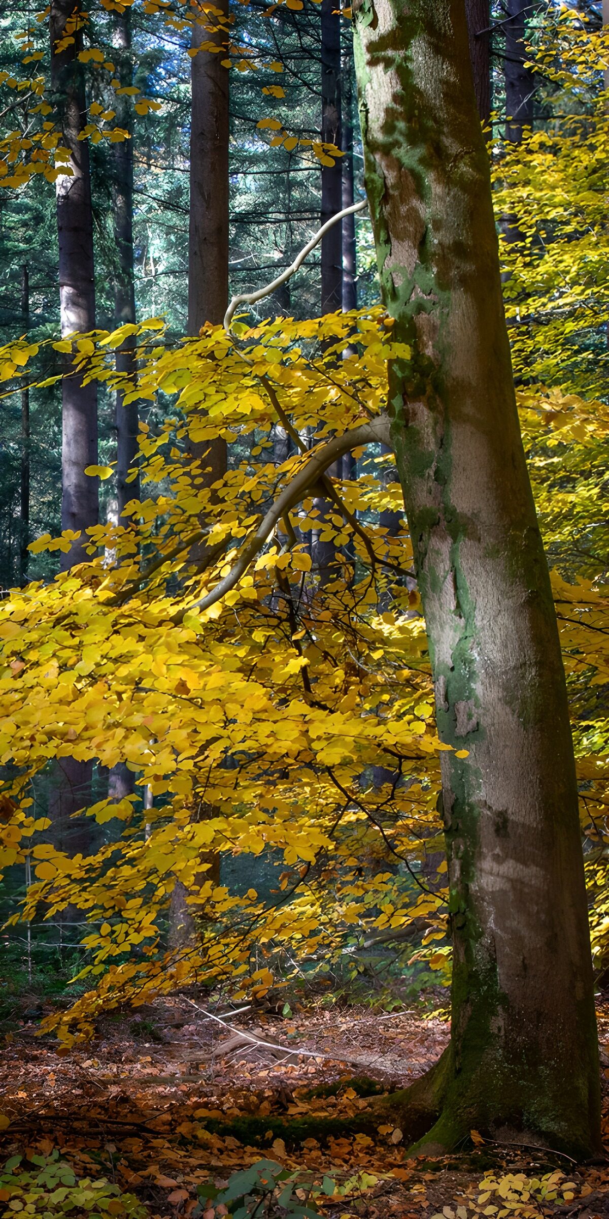 PDGIT3120811: Tronchi e foglie gialle nel bosco d’autunno
