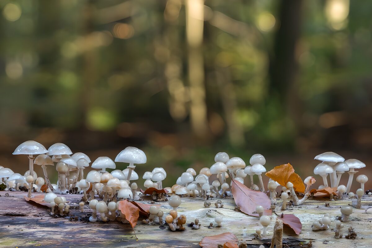 PDGIT6242161: Piccoli funghi bianchi sul legno