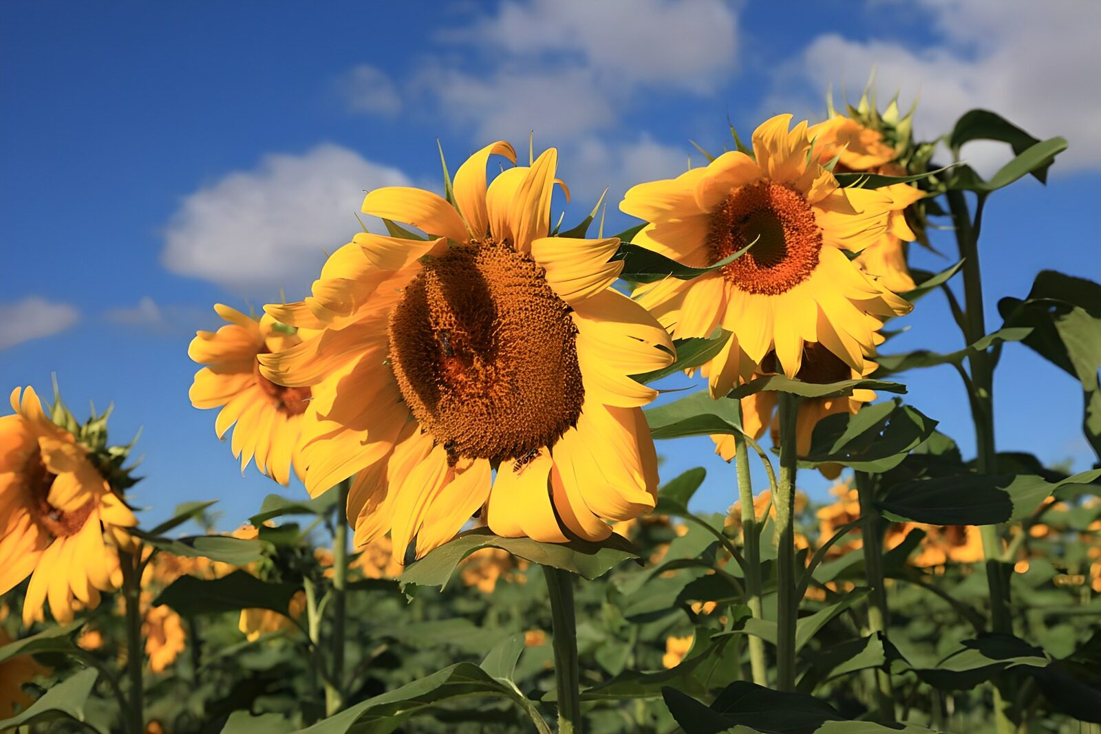 PDGIT7104581: Girasoli tra oro e azzurro