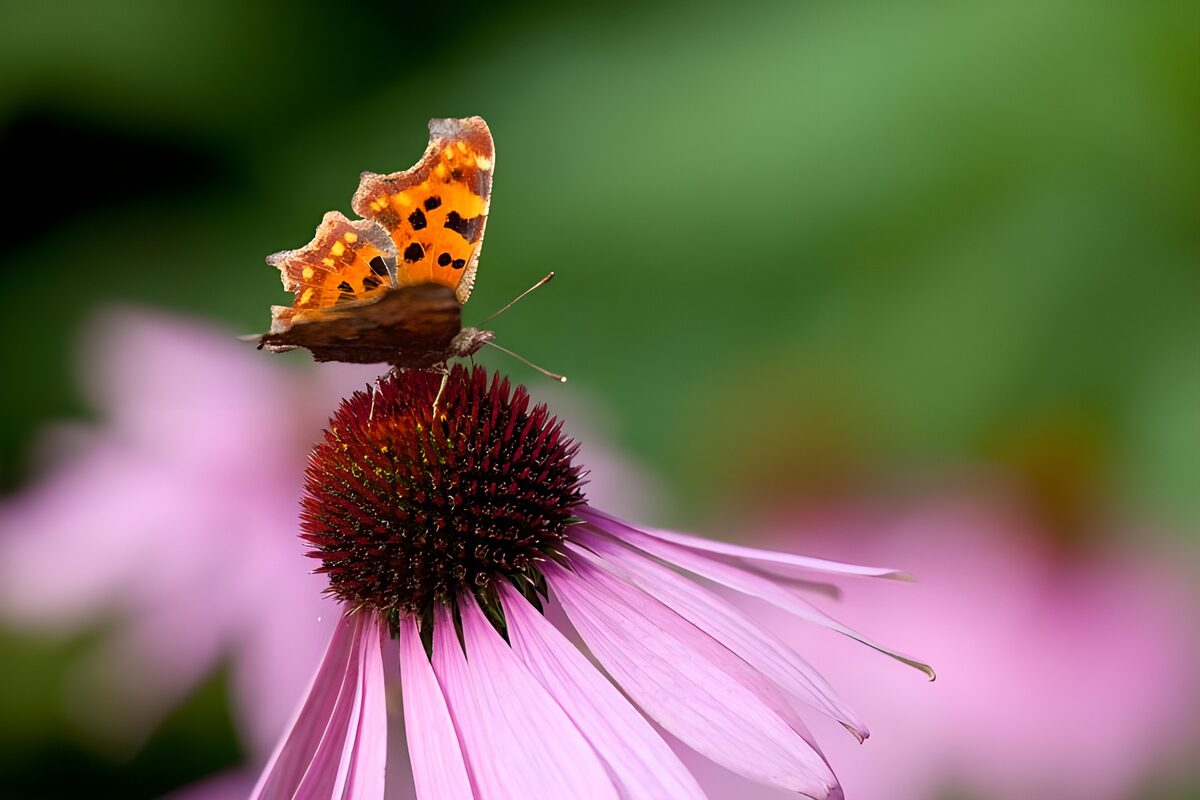 Ali d’estate sull’echinacea rosa