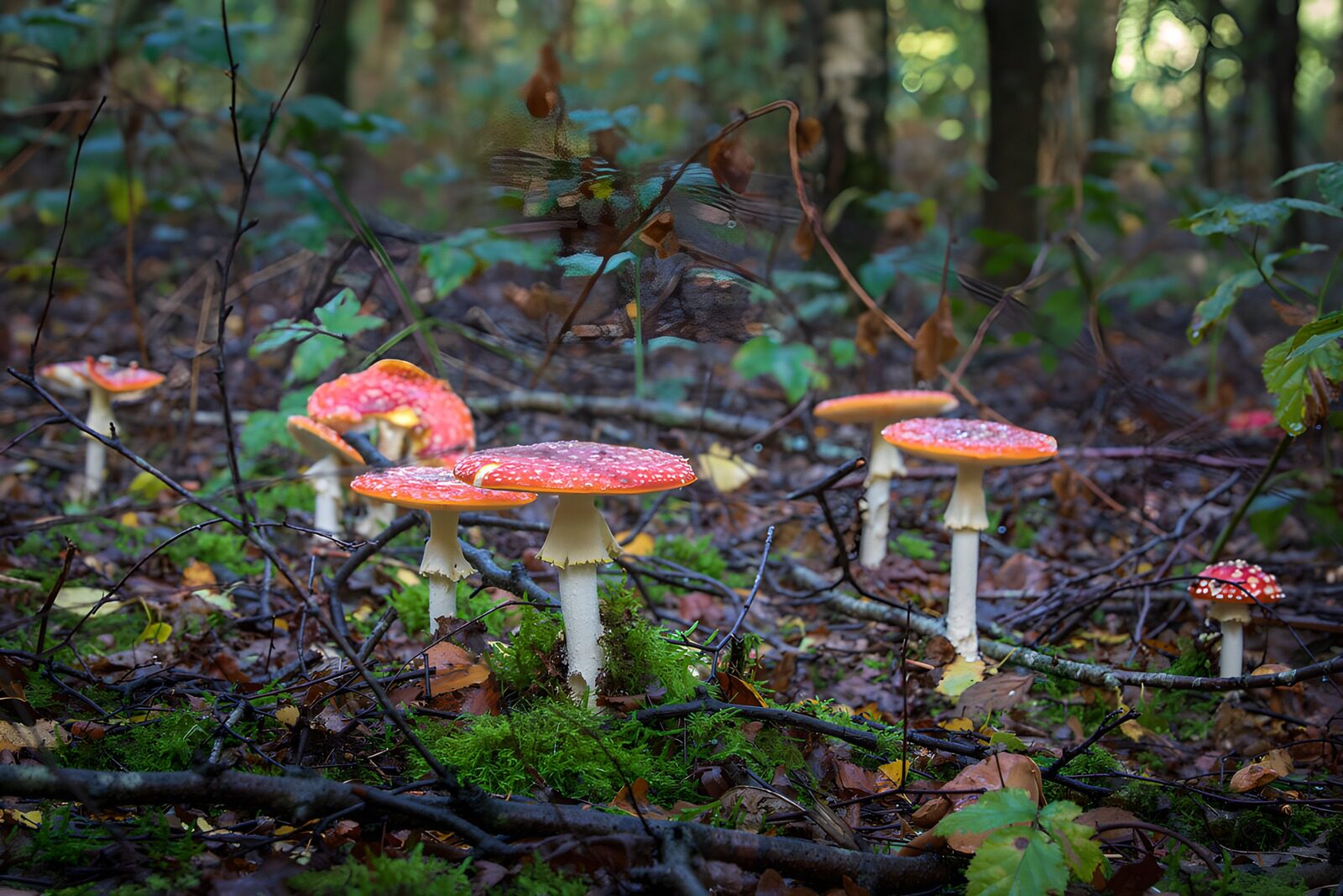 PDGIT5883490: Funghi rossi nella luce d’autunno