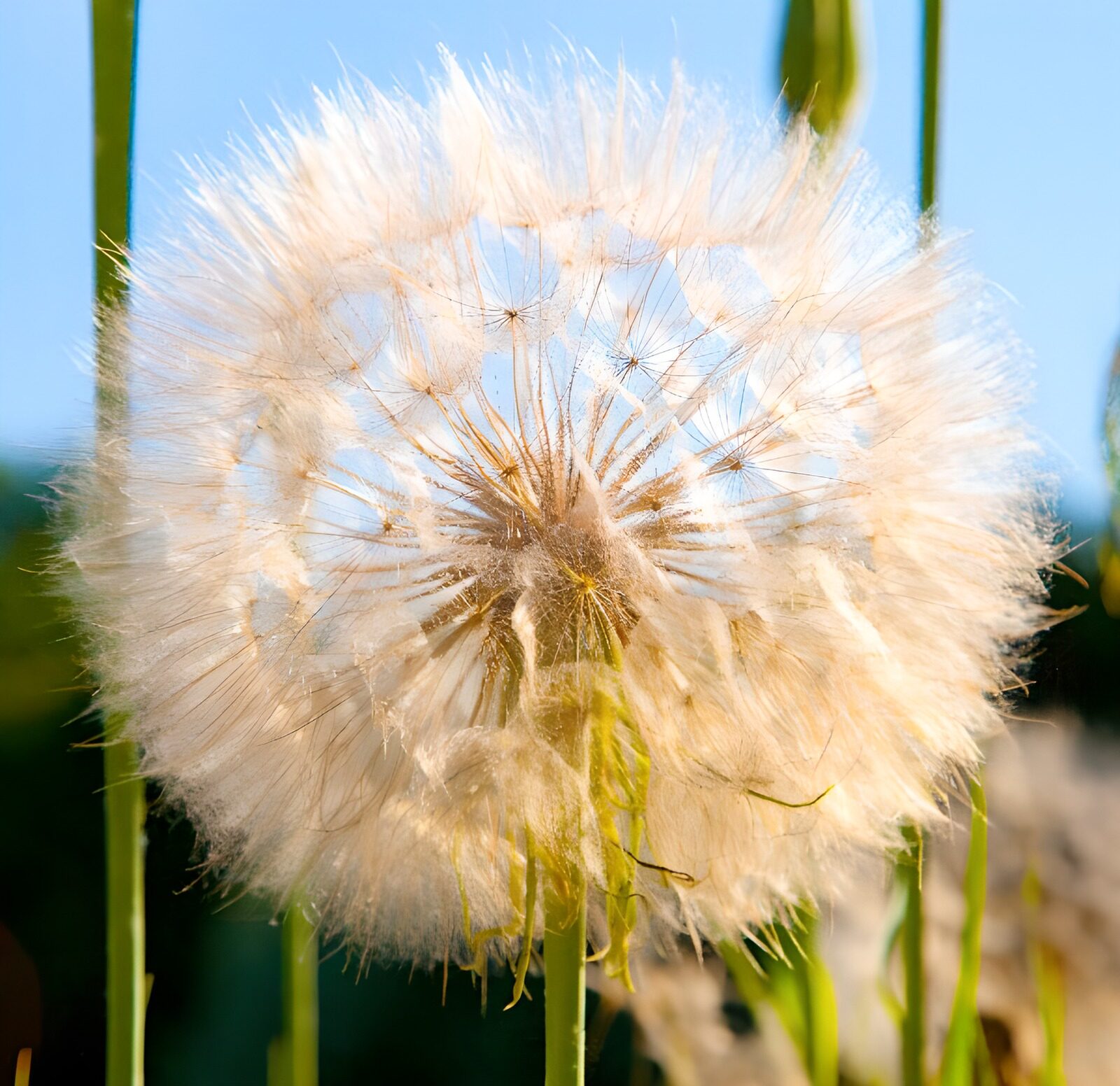 PDGIT8166224: Sfera di semi e peluria bianca al sole