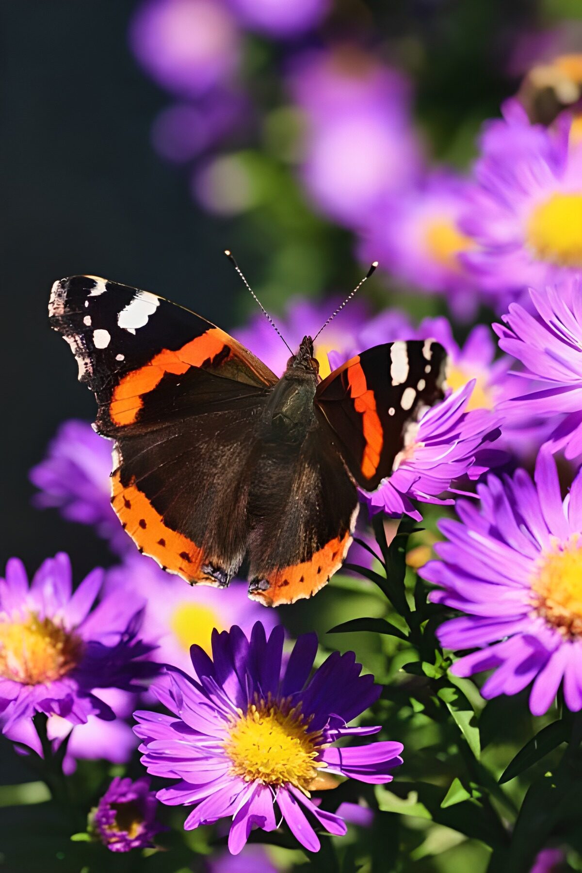 PDGIT1765170: Farfalla sugli astri viola al sole