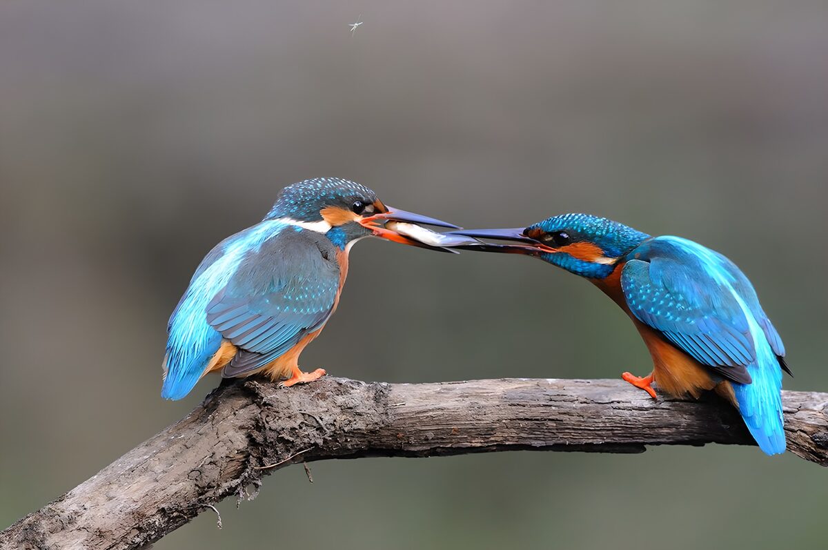 PDGIT9516497: Due martini pescatori con un pesciolino