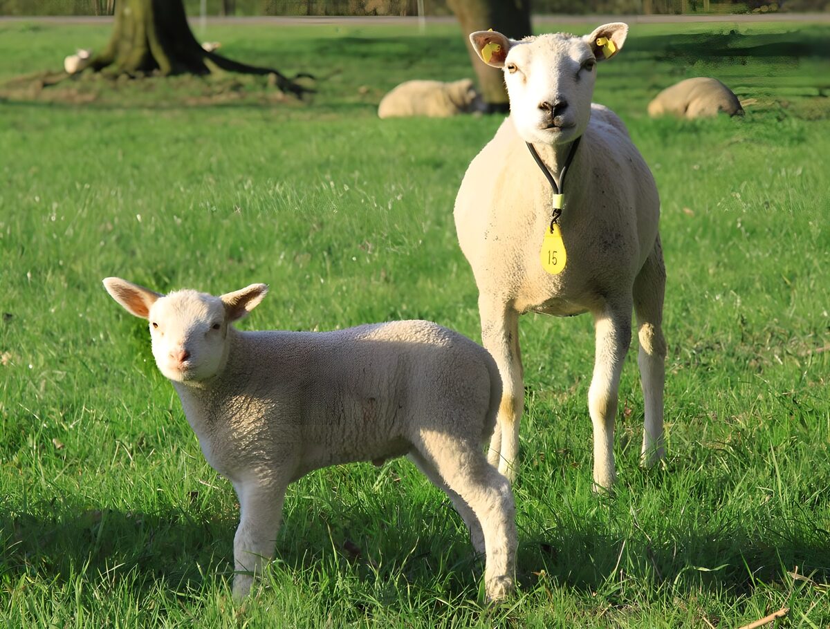 PDGIT7370761: Agnello e pecora al sole nel prato