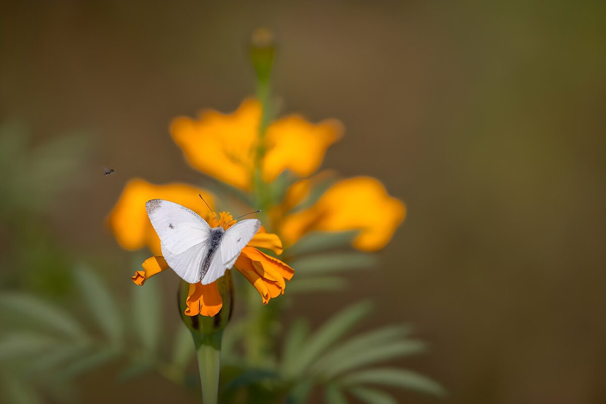 PDGIT6134099: Farfalla bianca su un fiore arancione