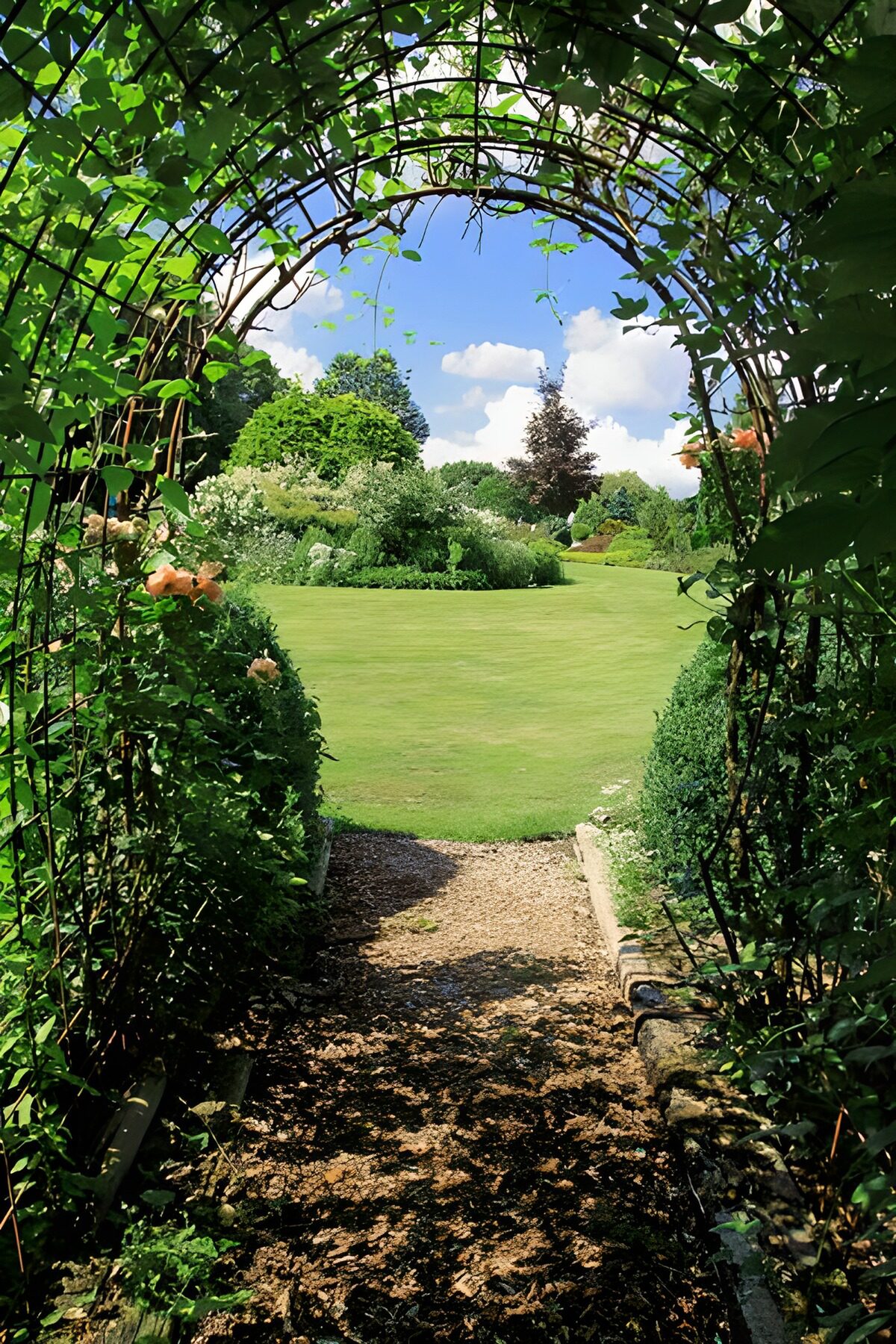 PDGIT7834475: Arco di rampicanti sul giardino al sole