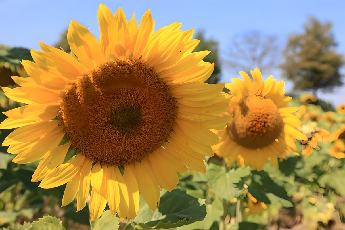 PDGIT8848120: Girasoli, raggi d’oro tra le foglie