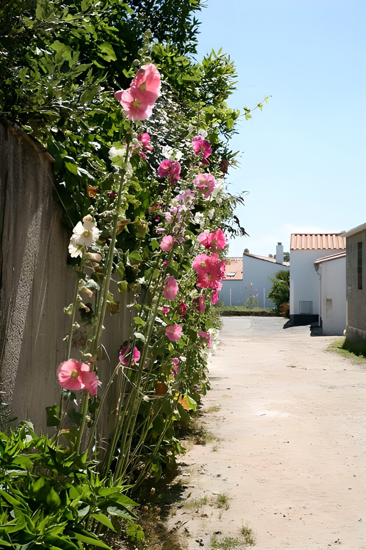 PDGIT5474823: Vicolo al sole tra malvarose rosa e bianche