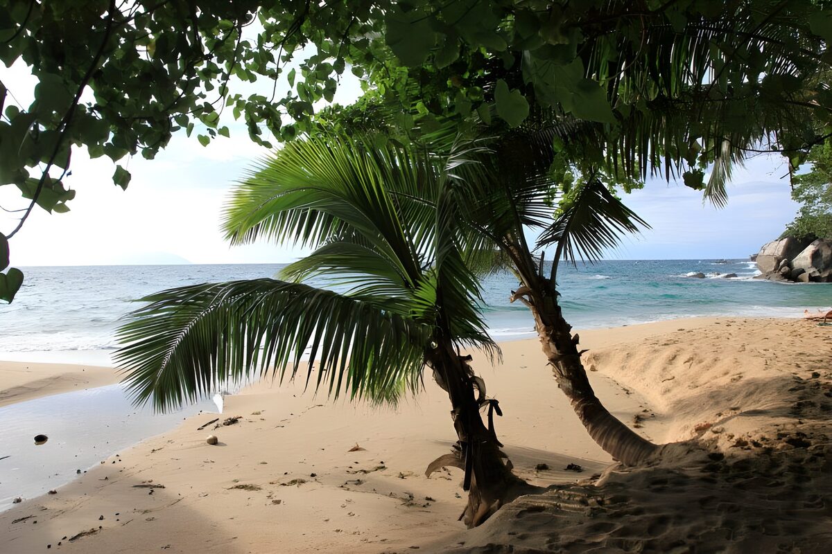 PDGIT9546638: Tra palme e mare, la luce si fa quiete