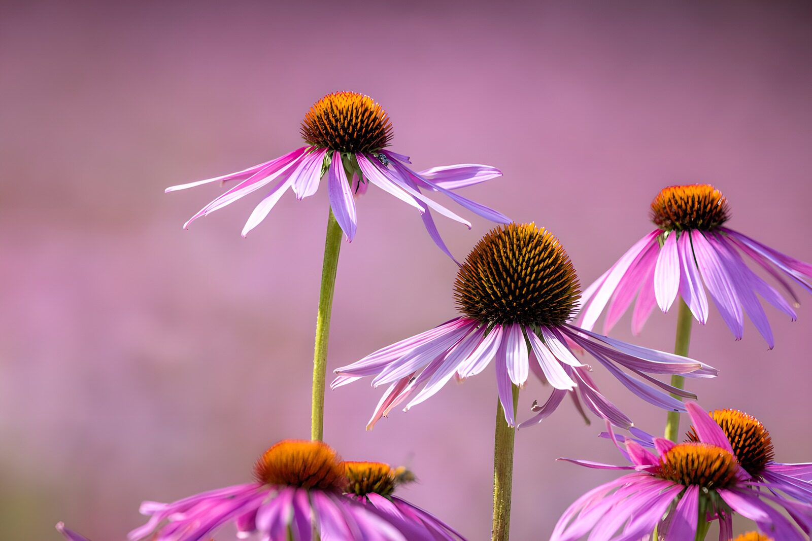 PDGIT1453838: Echinacee rosa e lilla in primo piano