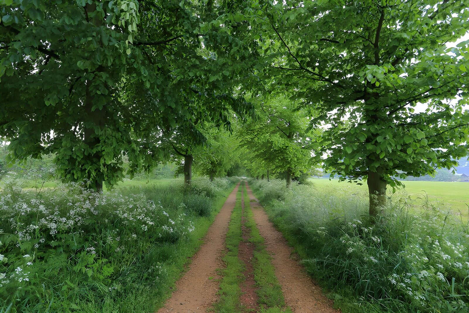 PDGIT4433123: Strada sterrata all’ombra degli alberi