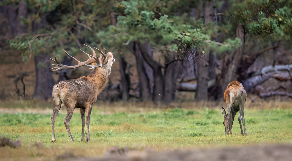 PDGIT8455099: Due cervi nella radura del bosco