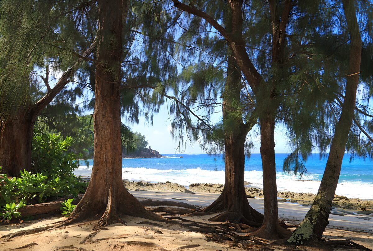 PDGIT3057455: Mare turchese e spiaggia tra gli alberi