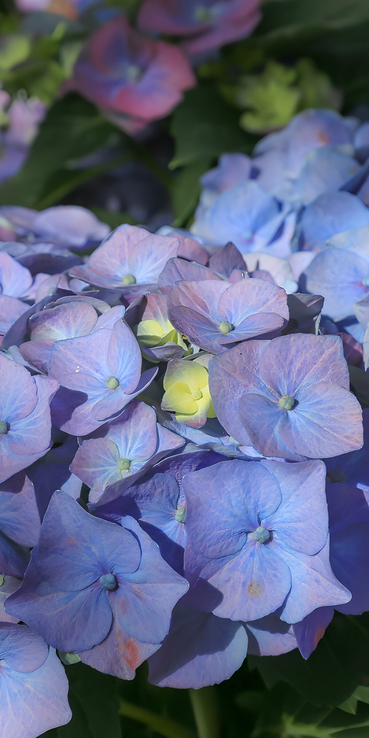 PDGIT3506958: Ortensie azzurre e lilla al sole