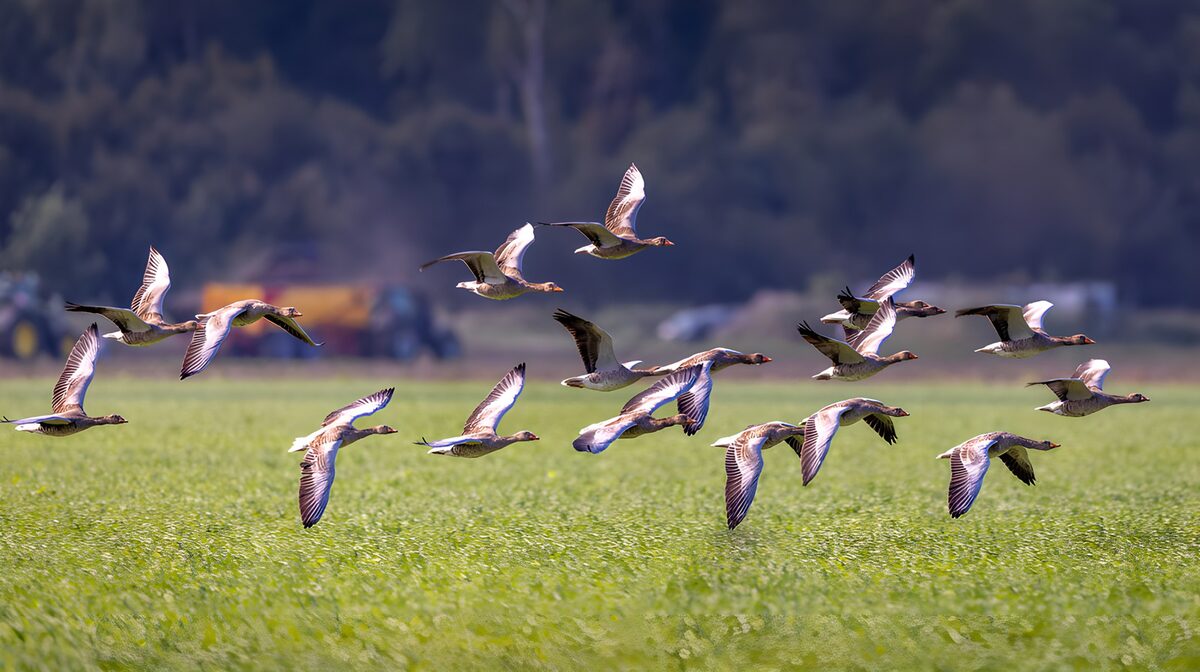 PDGIT3253333: Oche in volo basso sul prato verde
