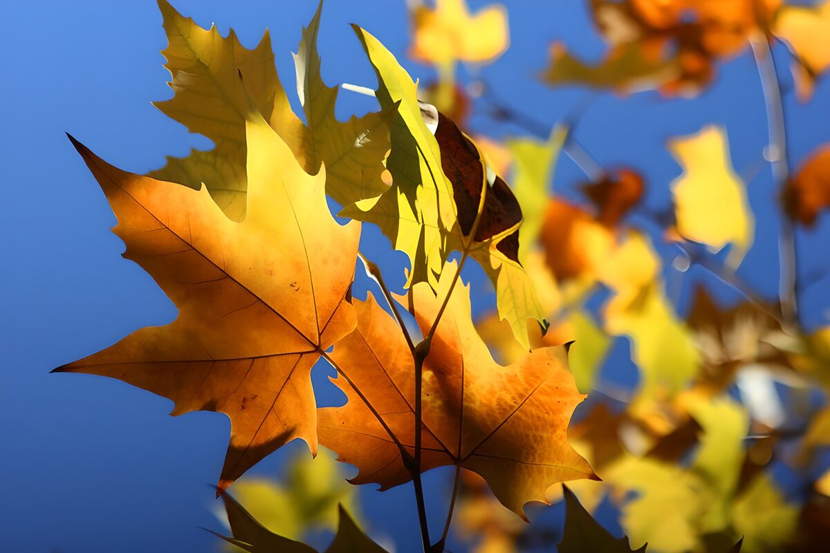 PDGIT6197017: L'autunno accende le foglie