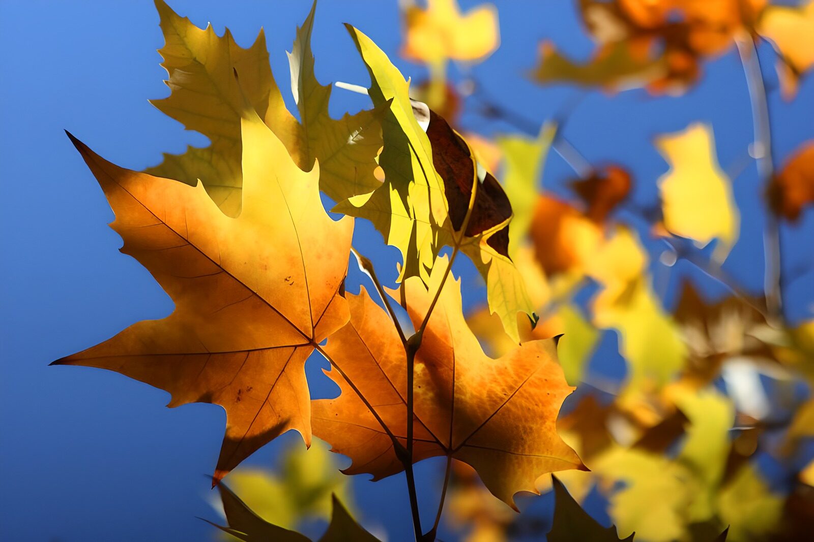 PDGIT6197017: L'autunno accende le foglie