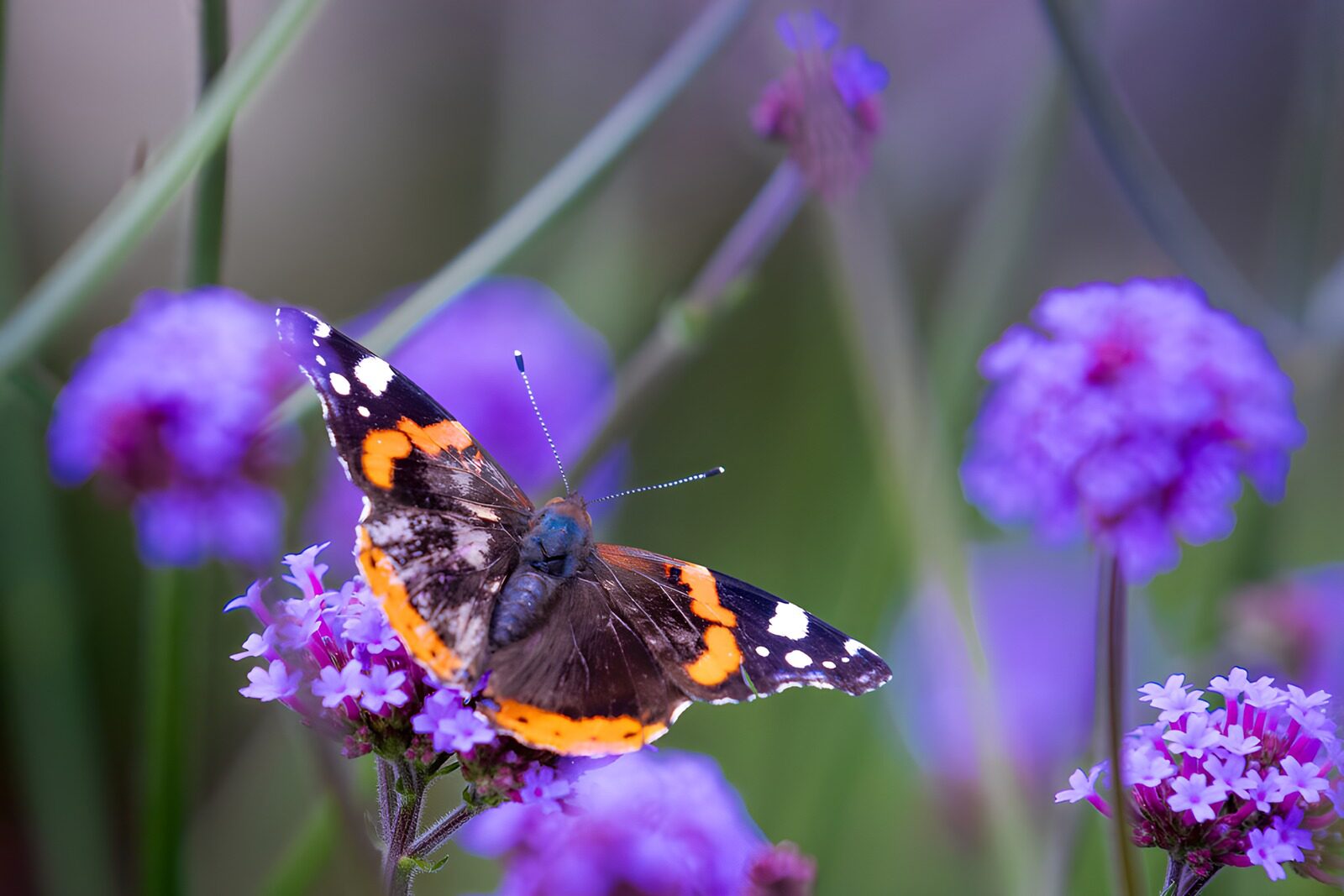 PDGIT1938167: Vanessa atalanta sui fiori viola