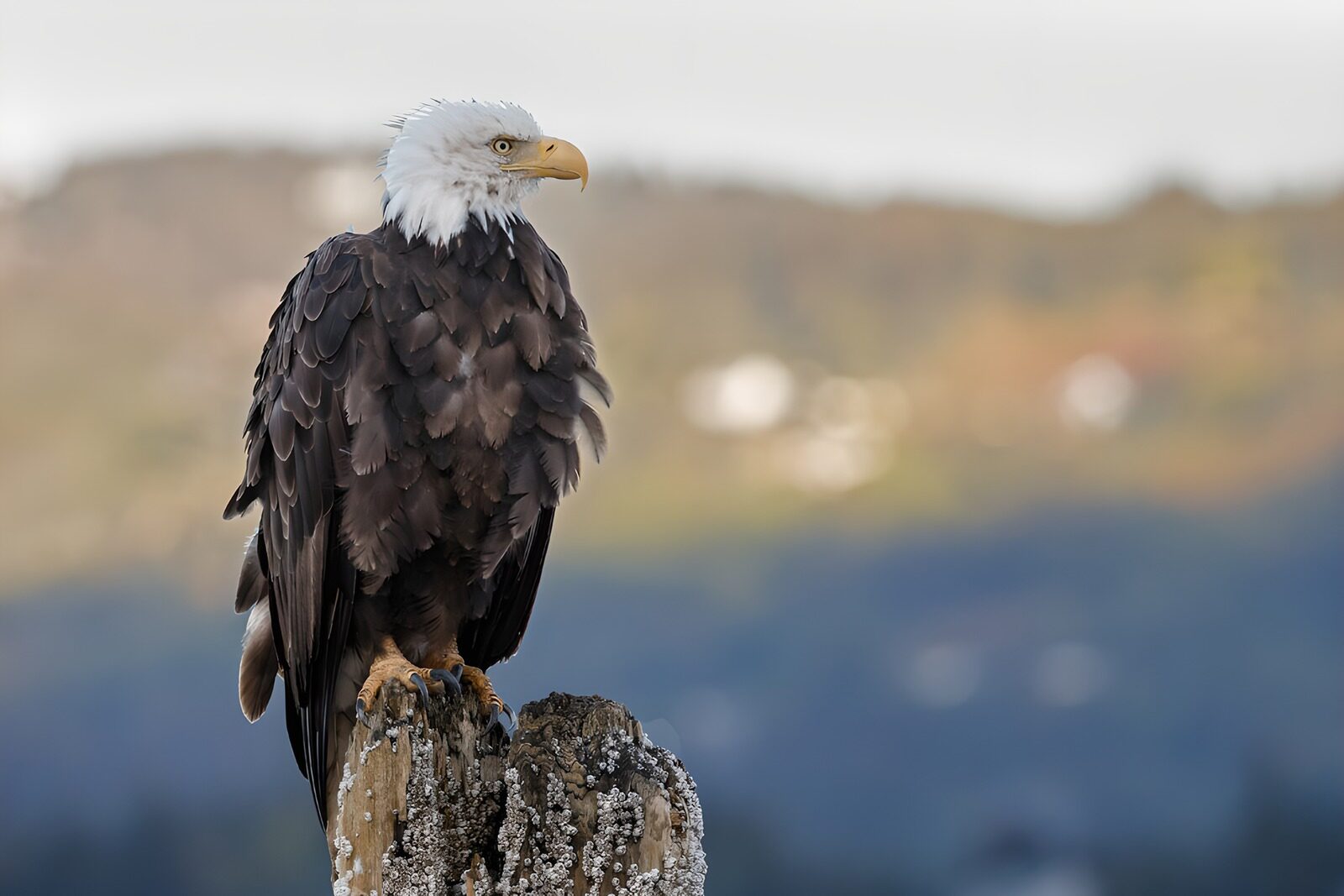 PDGIT4883590: Aquila di mare testabianca sul ceppo