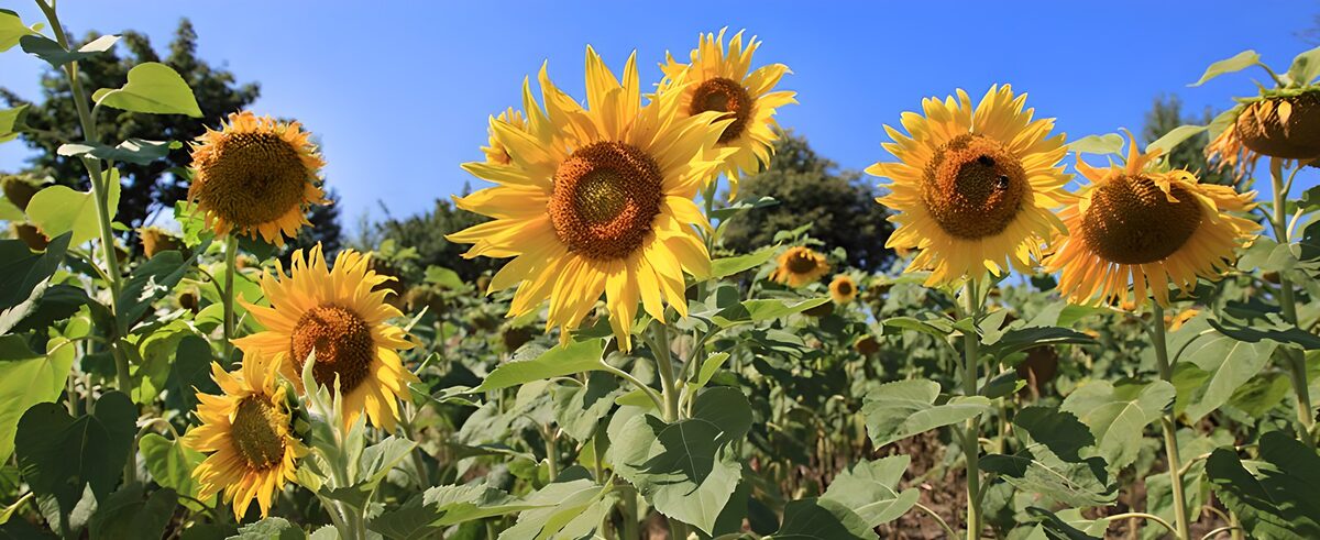 Girasoli al sole sotto il cielo azzurro