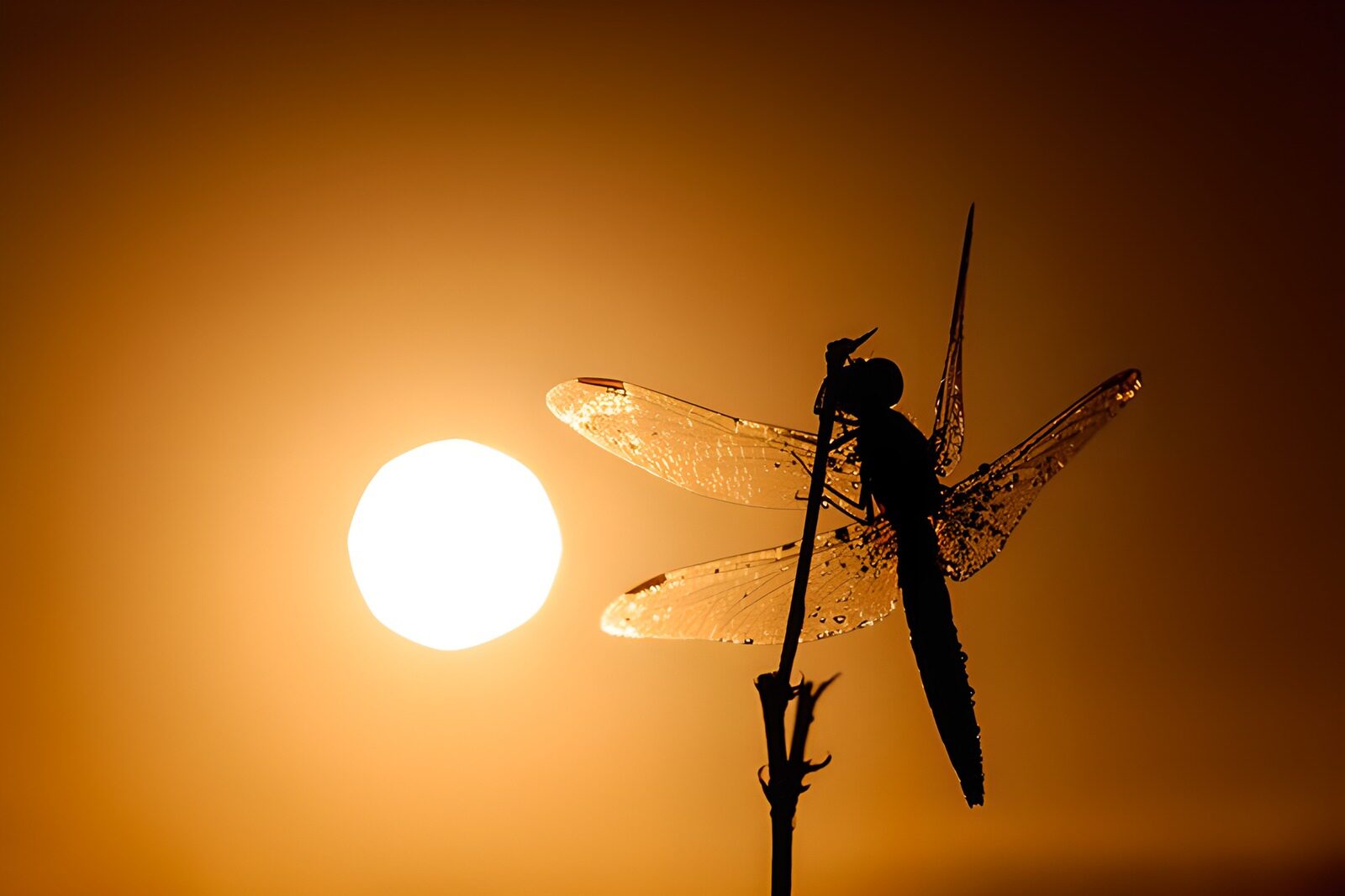 PDGIT8127538: Libellula in controluce al tramonto