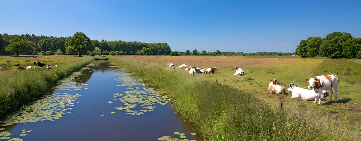 Mucche a riposo nei pascoli sul canale
