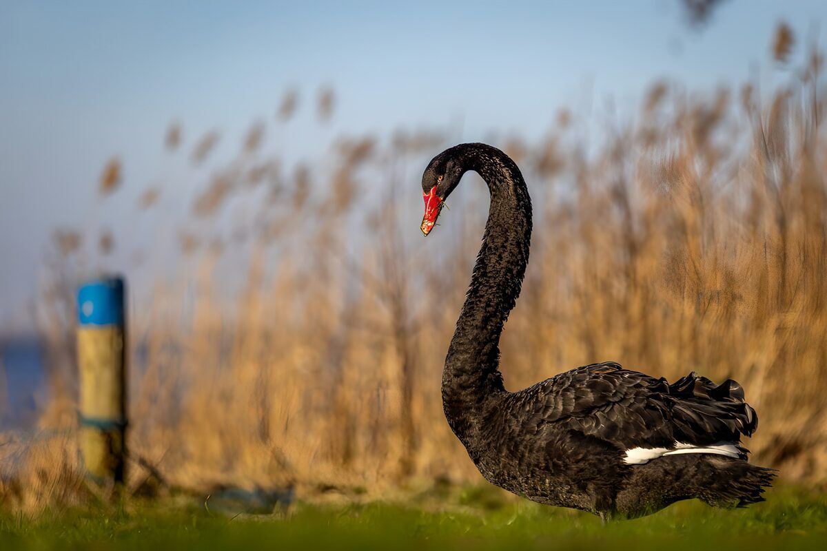 PDGIT5068045: Cigno nero tra erba e canne dorate