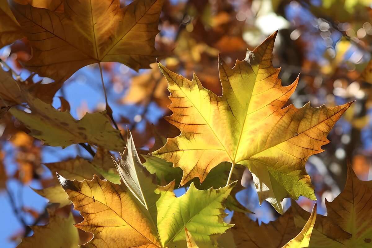 PDGIT6496273: Foglie d’autunno in controluce
